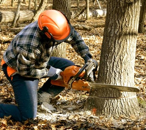 Tree Removal in Deerfield, NH